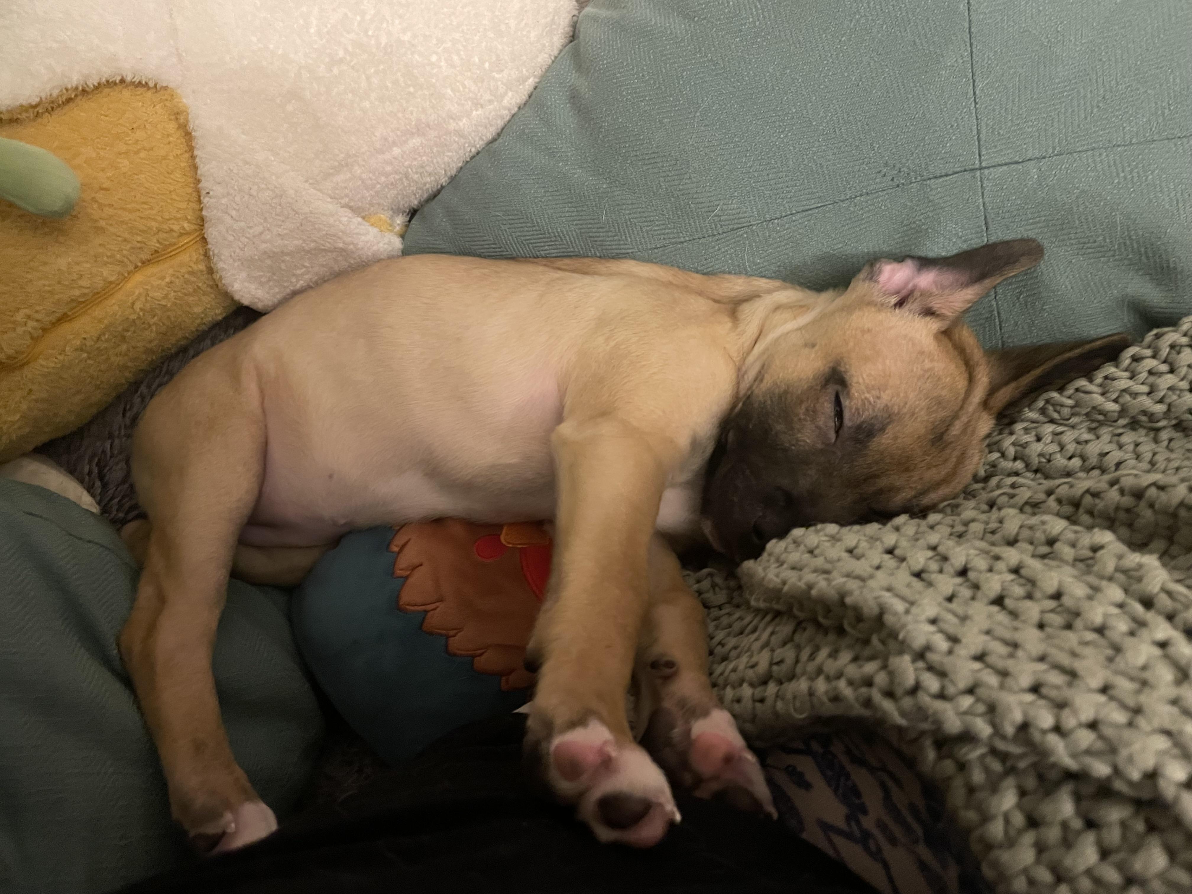 Enlarge Sparkle, a ADOPTABLE mixed breed in Seattle, WA image 4/5