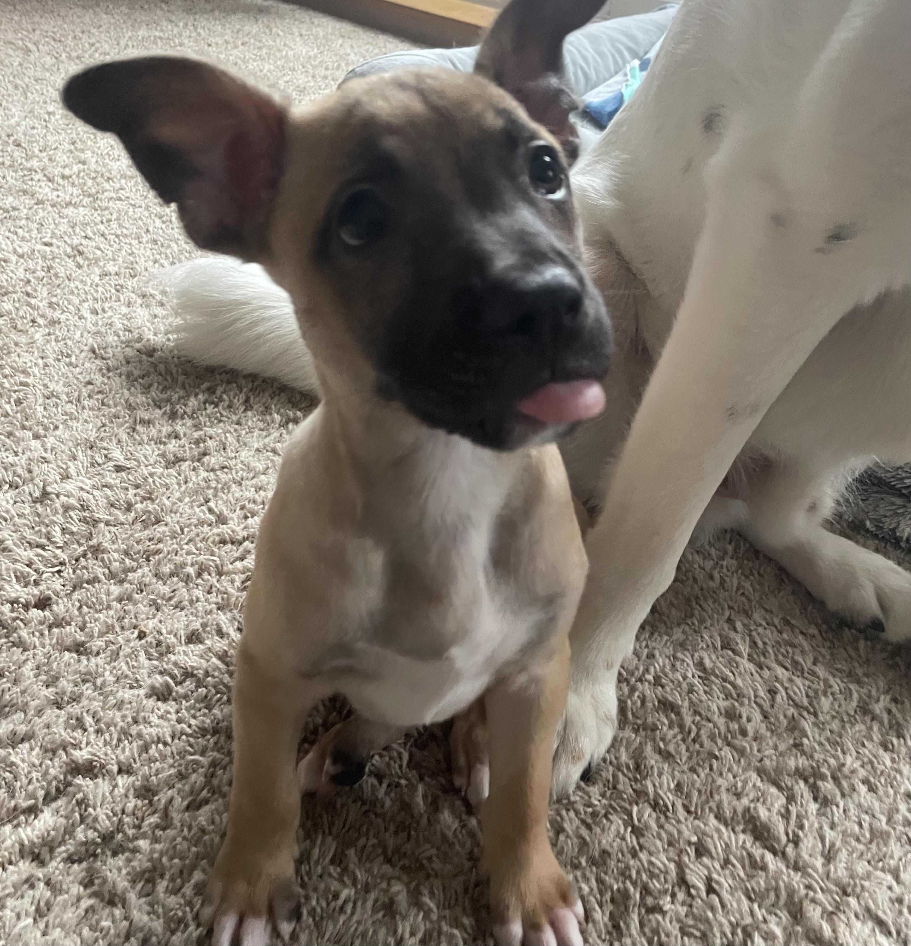 Sparkle, ADOPTABLE, Puppy Female Pit Bull Terrier.