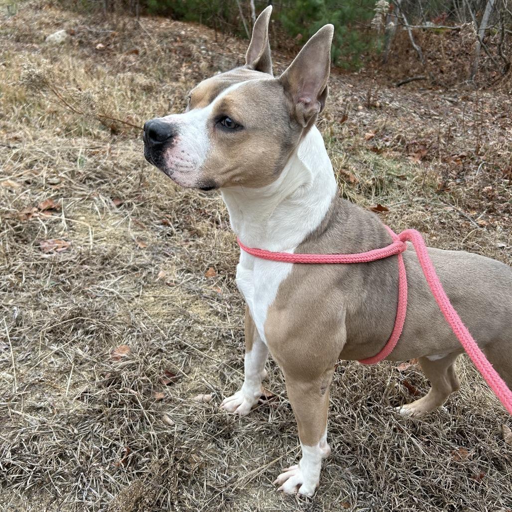 Prince, a Adoptable Pit Bull Terrier in Conway, NH image 1/3