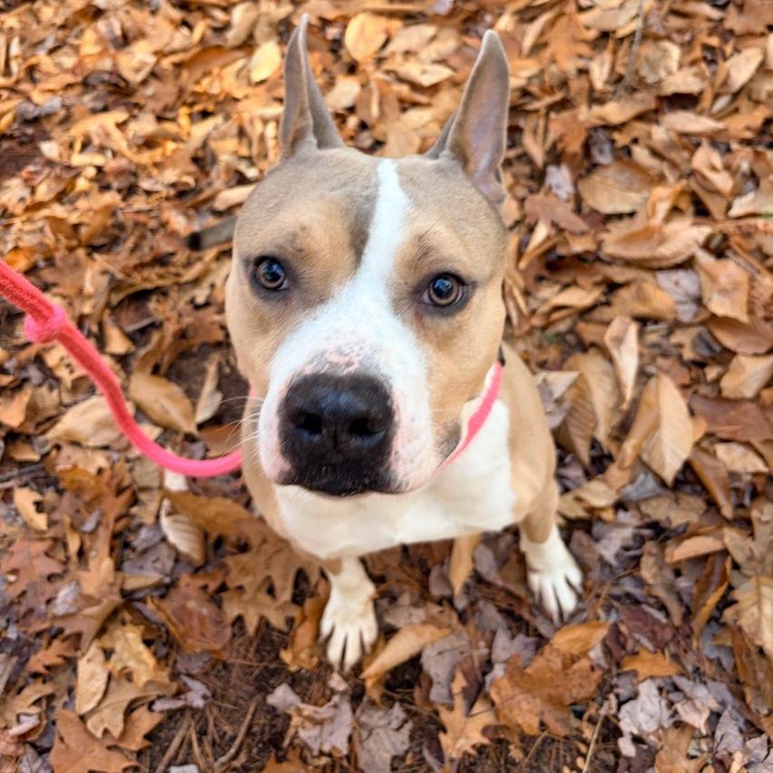 Enlarge Prince, a Adoptable Pit Bull Terrier in Conway, NH image 2/5