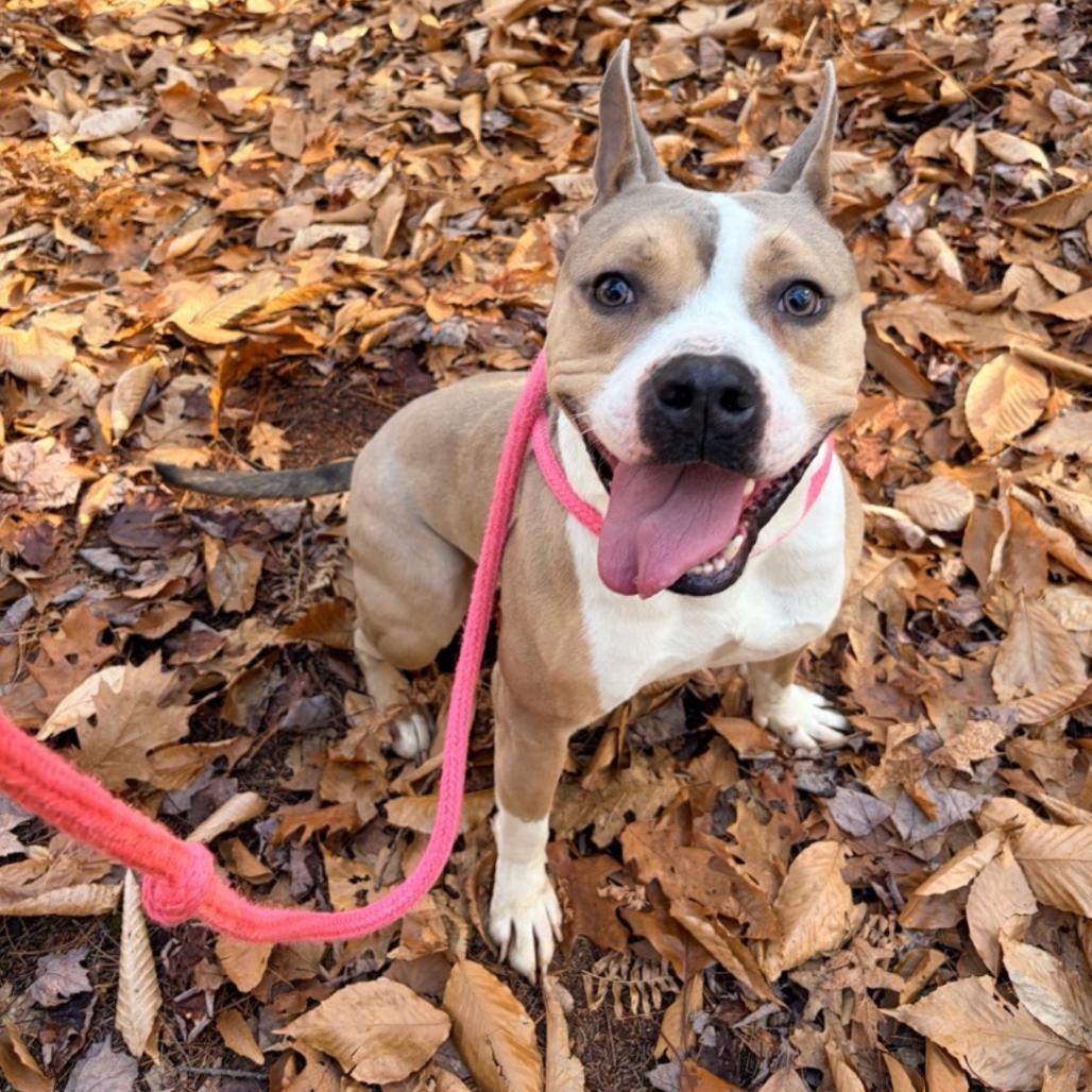 Prince, a Adoptable Pit Bull Terrier in Conway, NH image 2/3