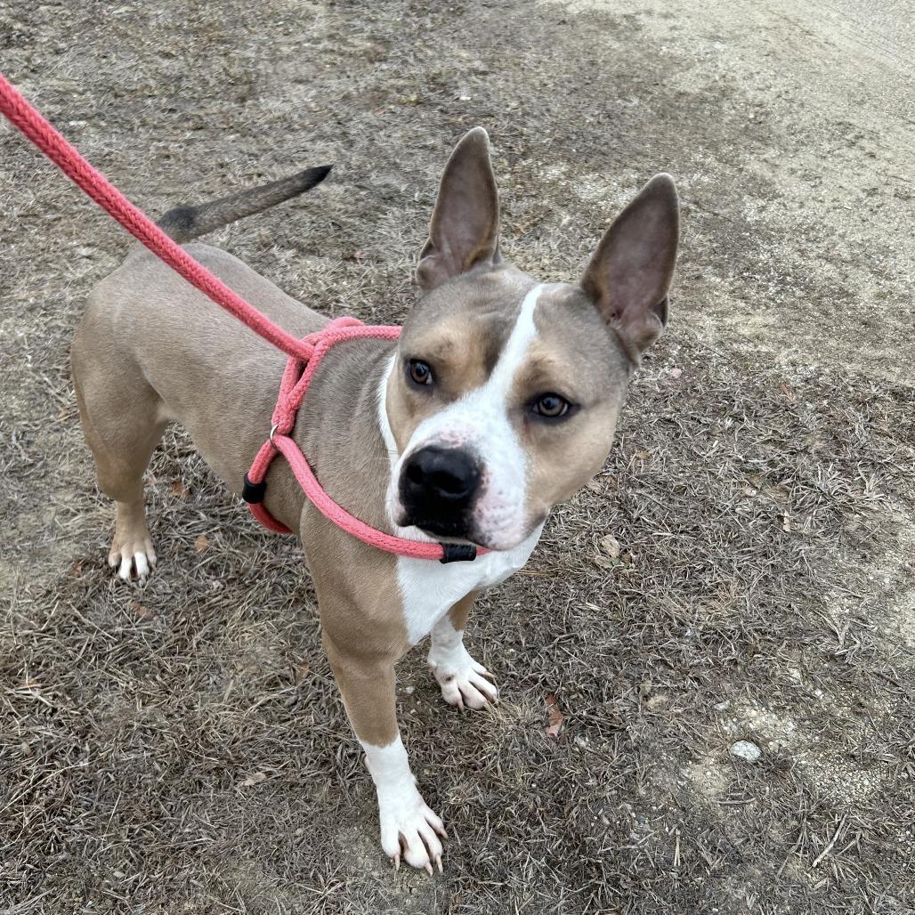 Prince, a Adoptable Pit Bull Terrier in Conway, NH image 3/3