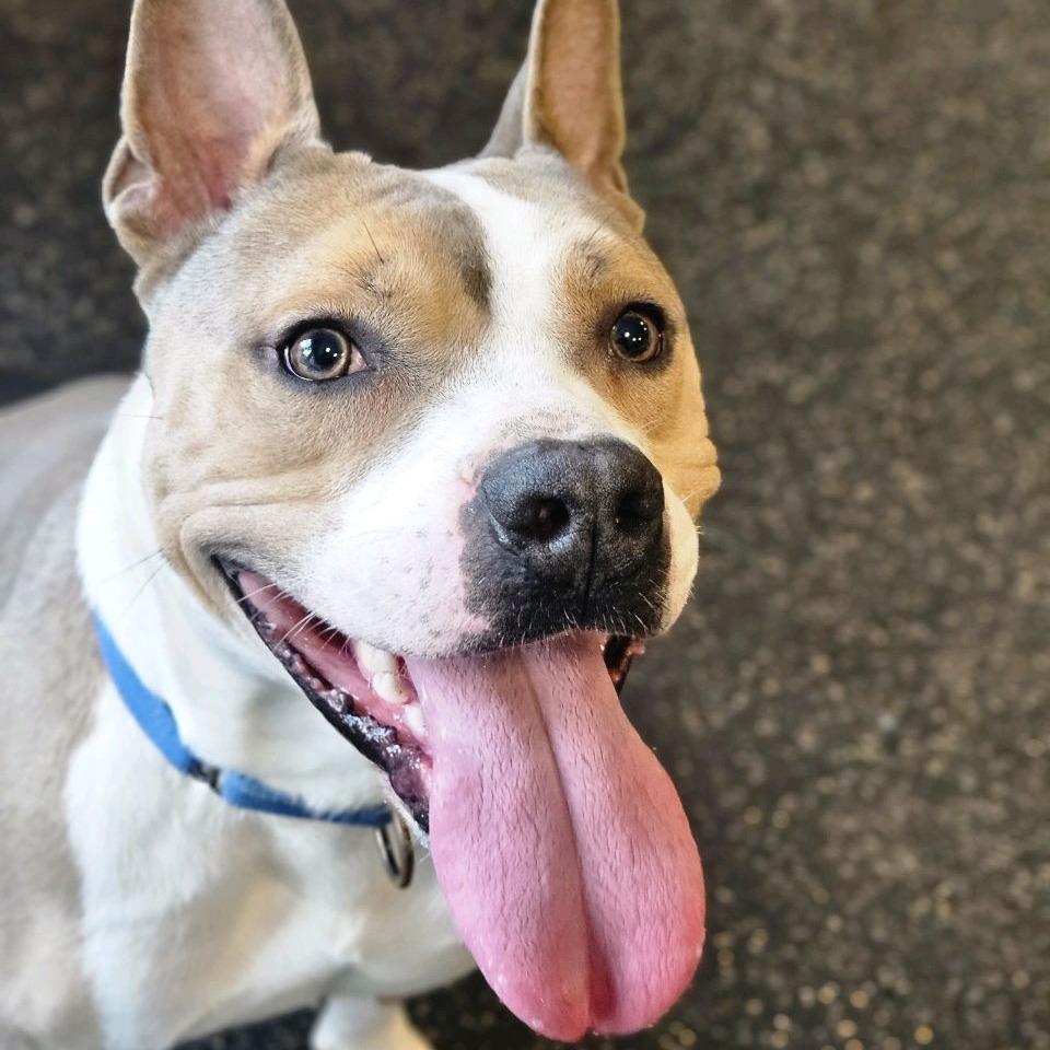 Enlarge Prince, a Adoptable Pit Bull Terrier in Conway, NH image 5/5