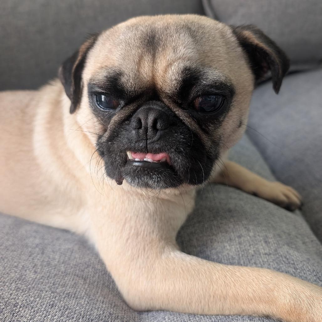 Enlarge Bernie, a Adoptable Pug in San Diego, CA image 1/6