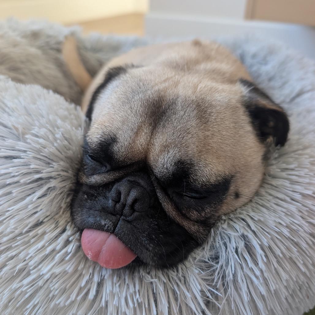 Bartola, Adoptable, Adult Female Pug.