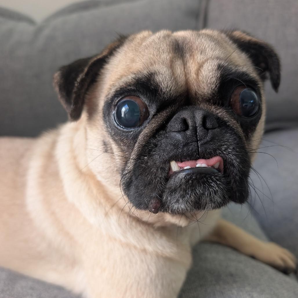 Enlarge Bernie, a Adoptable Pug in San Diego, CA image 2/6