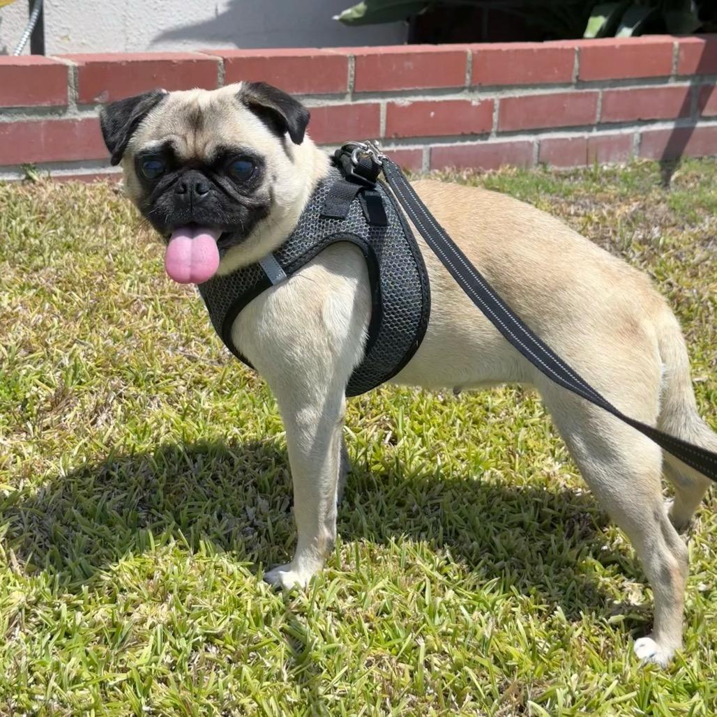 Enlarge Bartola, a Adoptable Pug in San Diego, CA image 2/6