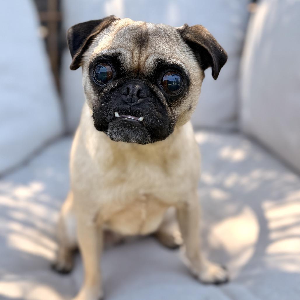 Bartola, a Adoptable Pug in San Diego, CA image 3/6
