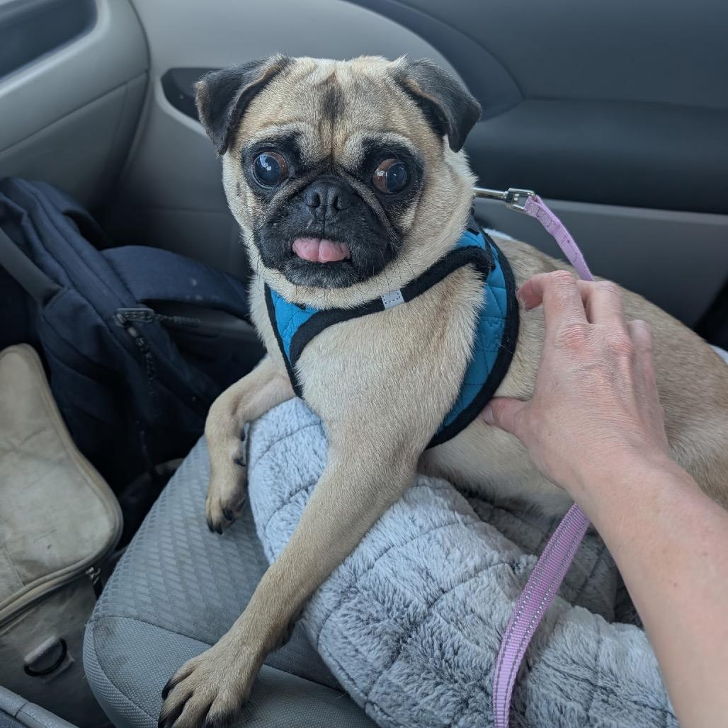 Enlarge Bernie, a Adoptable Pug in San Diego, CA image 3/6