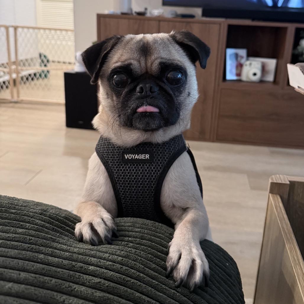 Enlarge Bartola, a Adoptable Pug in San Diego, CA image 4/6