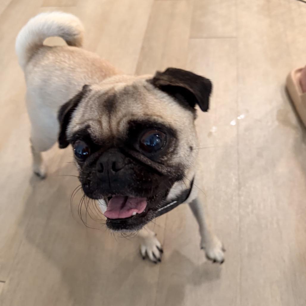 Enlarge Bartola, a Adoptable Pug in San Diego, CA image 5/6