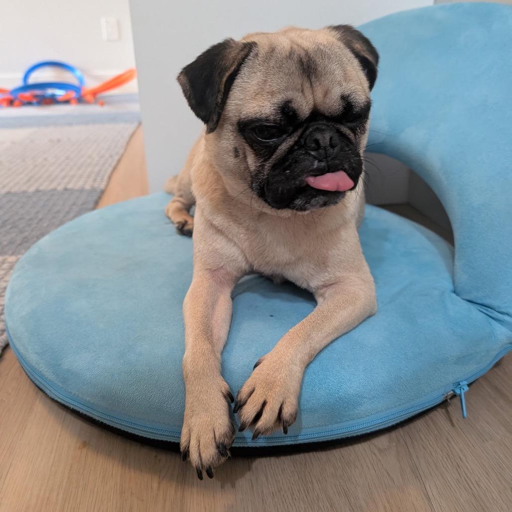 Enlarge Bernie, a Adoptable Pug in San Diego, CA image 4/6
