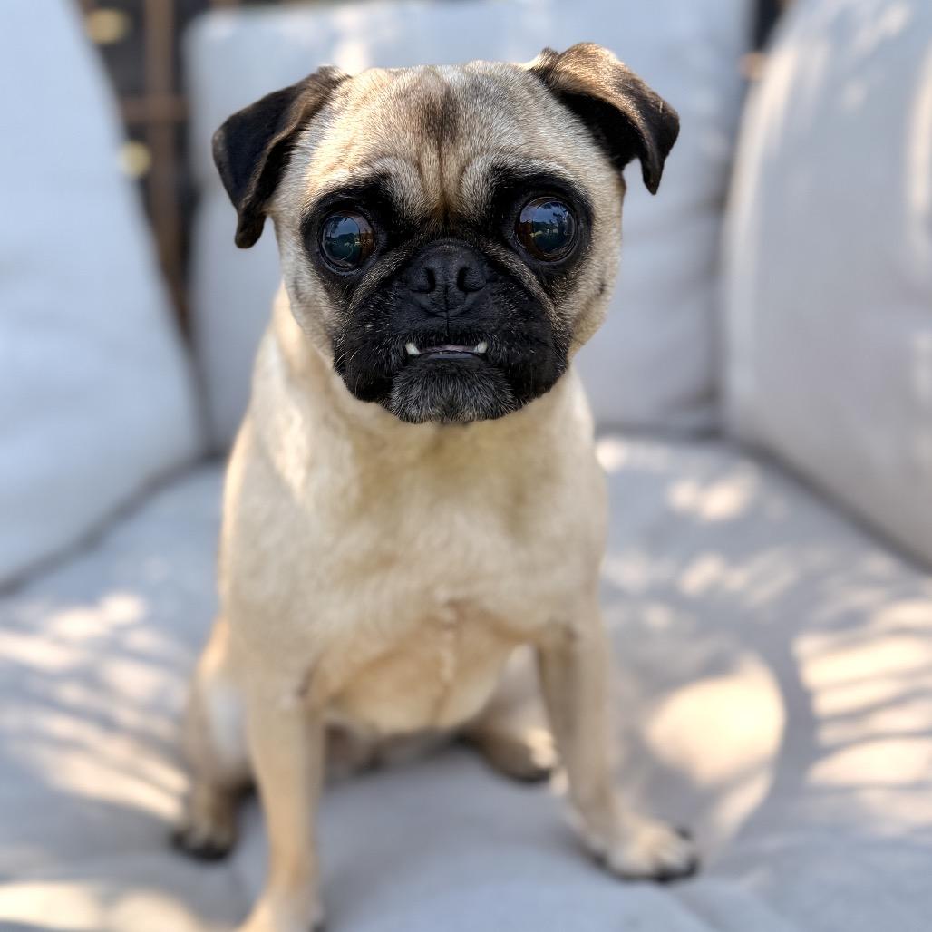 Enlarge Bartola, a Adoptable Pug in San Diego, CA image 6/6