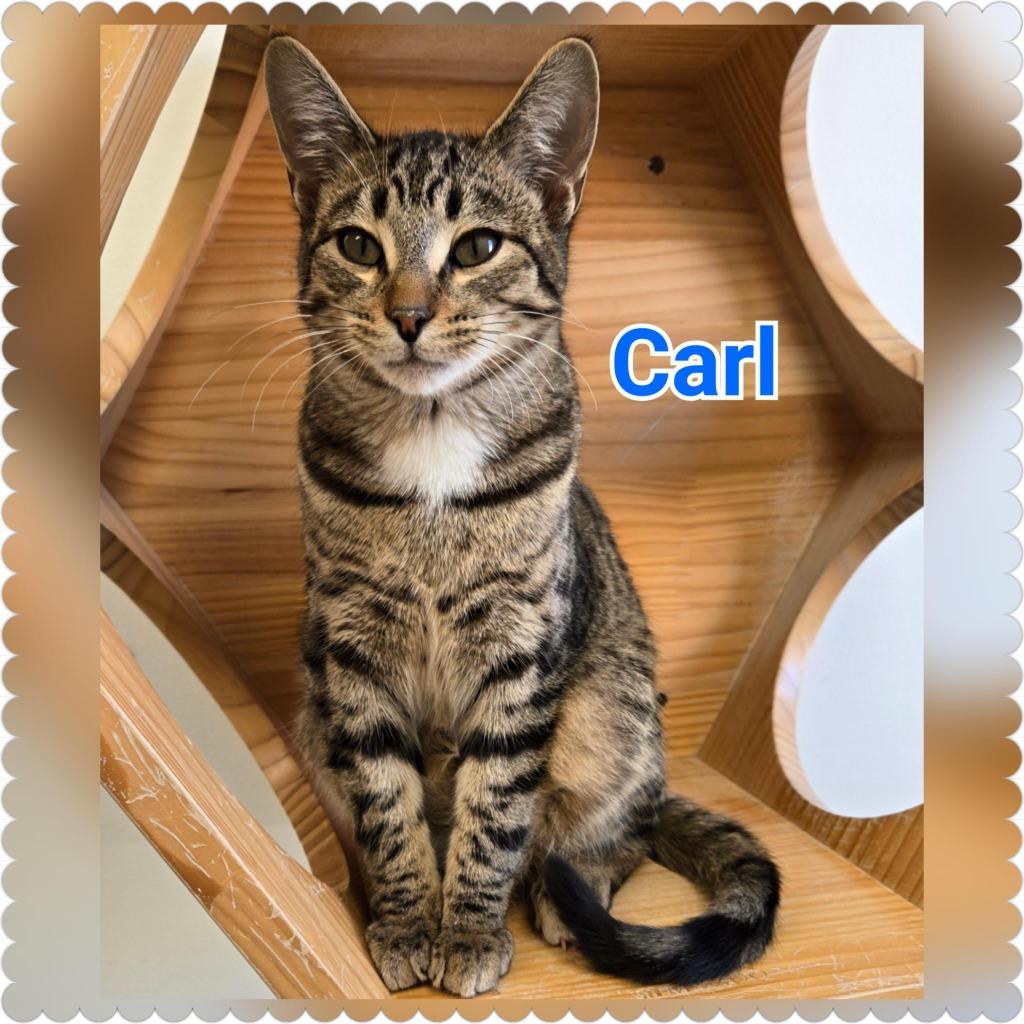 Enlarge Carl, a Adoptable mixed breed in North Saint Paul, MN image 5/6