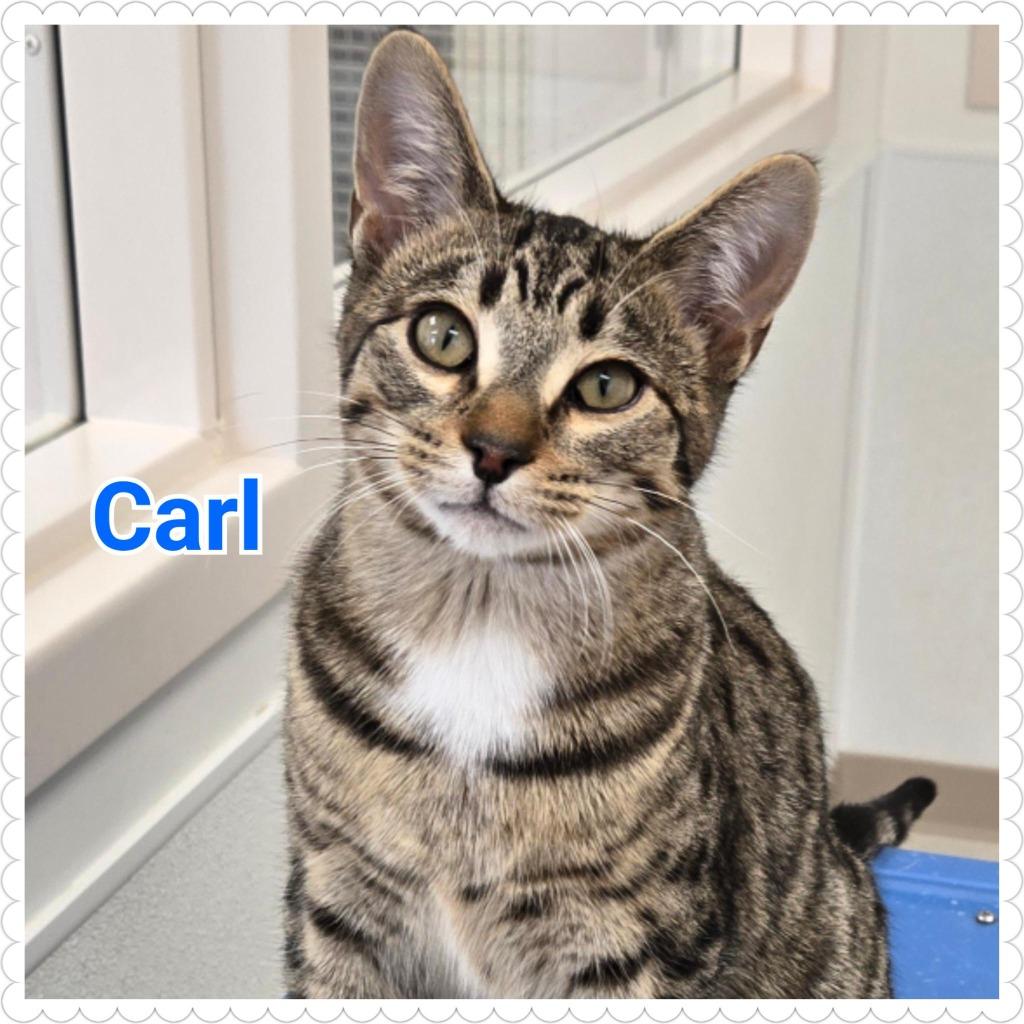Enlarge Carl, a Adoptable mixed breed in North Saint Paul, MN image 2/6