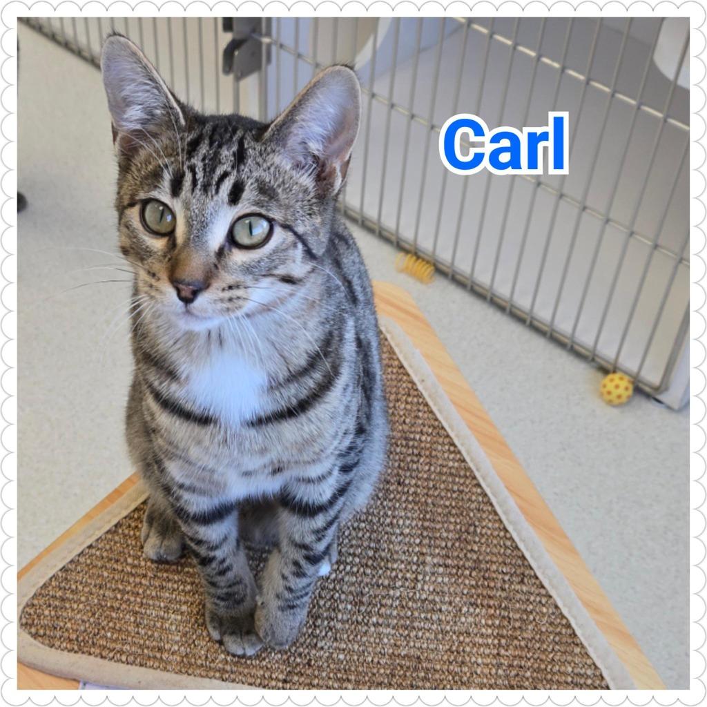 Enlarge Carl, a Adoptable mixed breed in North Saint Paul, MN image 1/6
