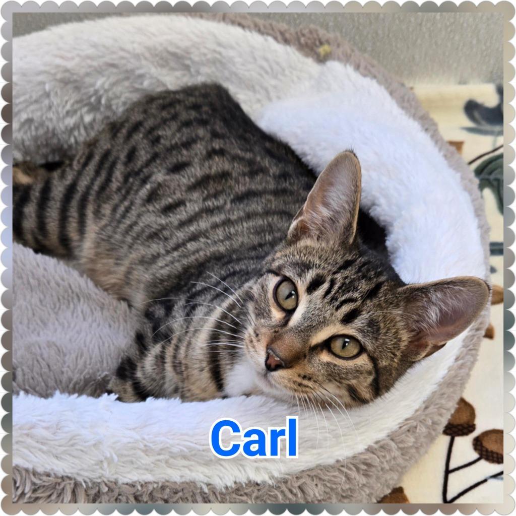 Enlarge Carl, a Adoptable mixed breed in North Saint Paul, MN image 3/6