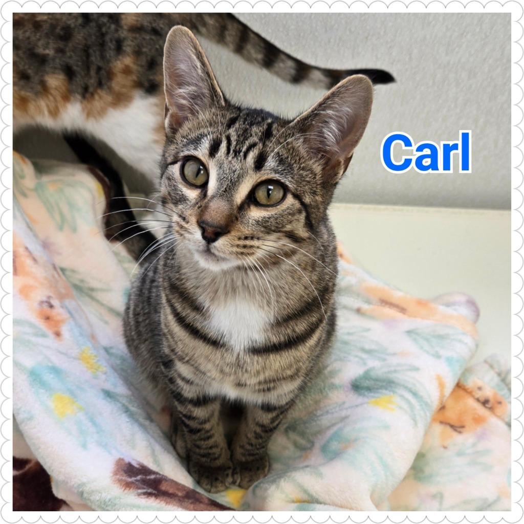 Enlarge Carl, a Adoptable mixed breed in North Saint Paul, MN image 6/6