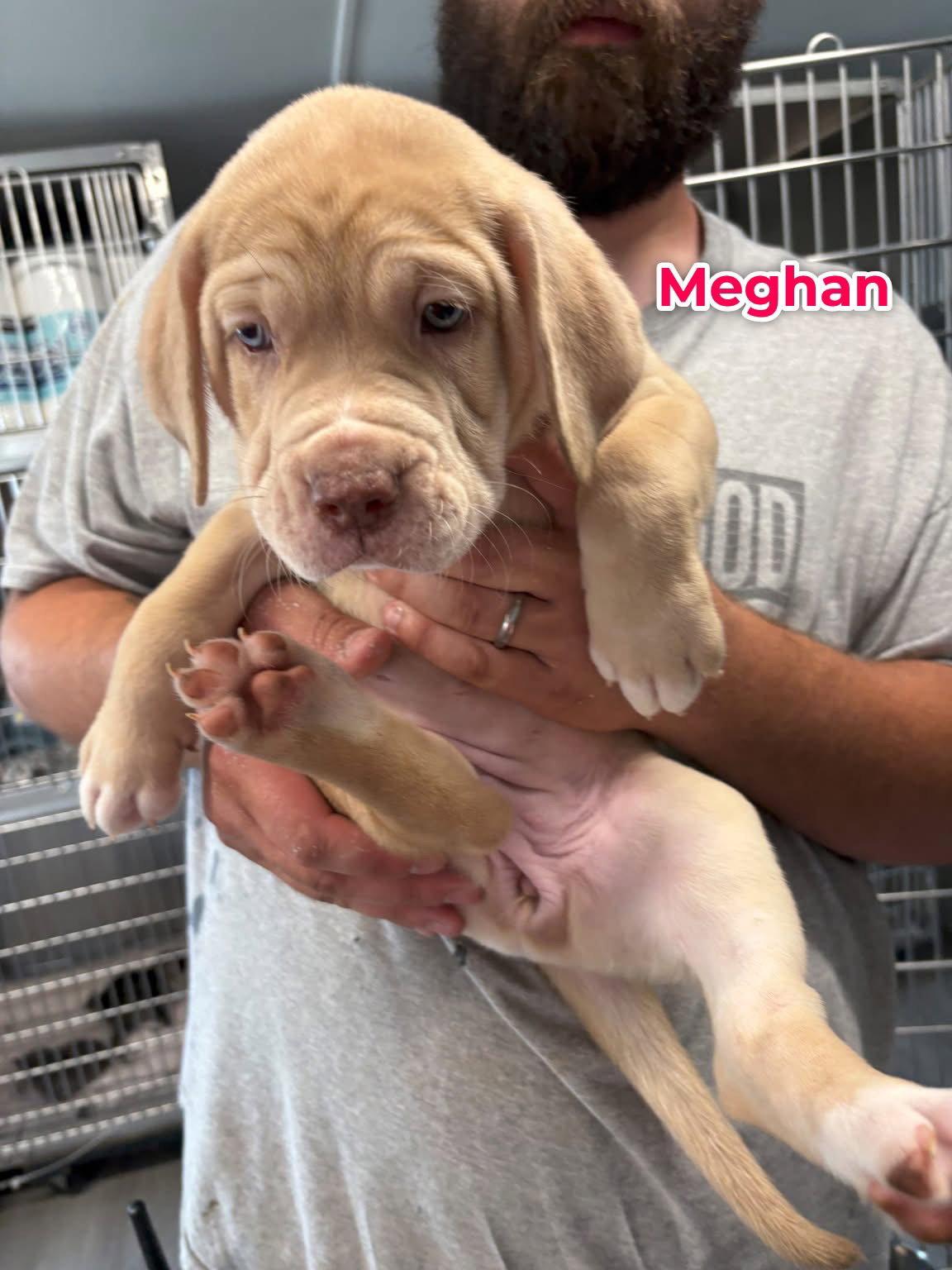 Megan, Adopted, Young Female Mixed Breed.