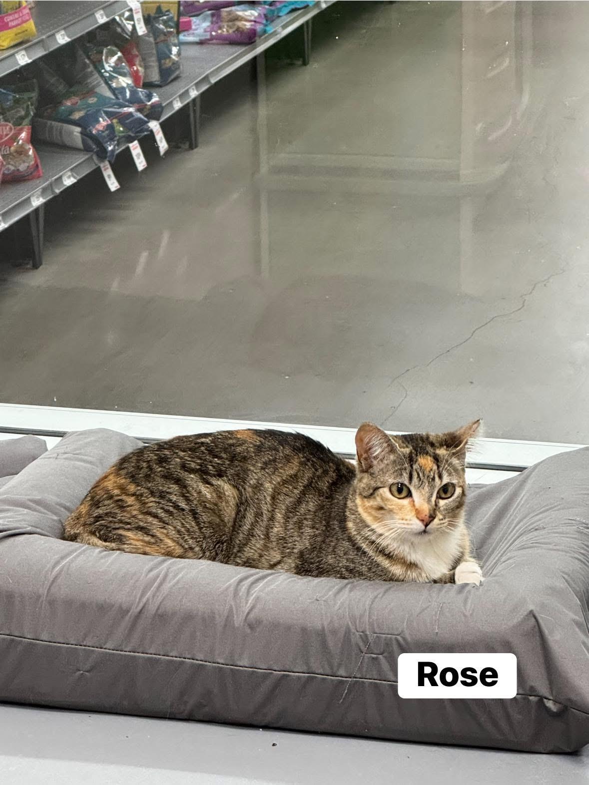 Enlarge Rose, a Adoptable Domestic Short Hair in Staten Island, NY image 3/5