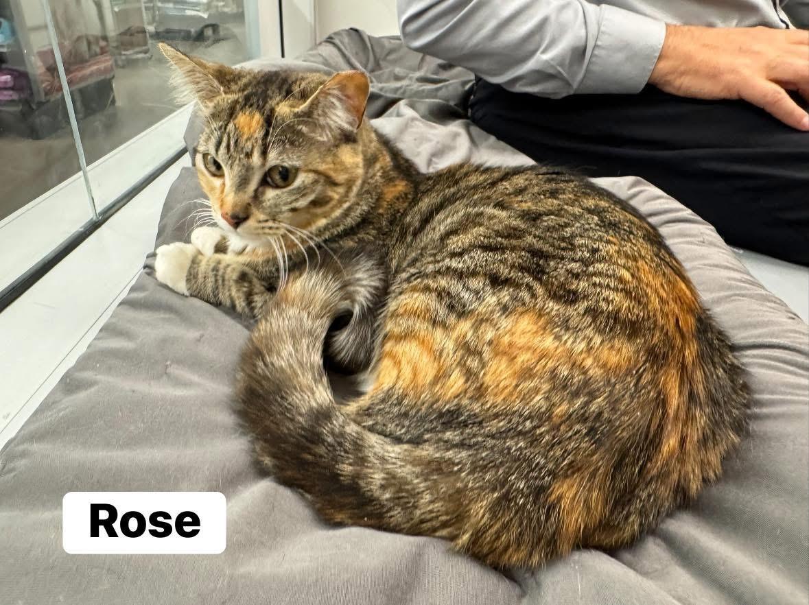 Rose, Adoptable, Young Female Domestic Short Hair.