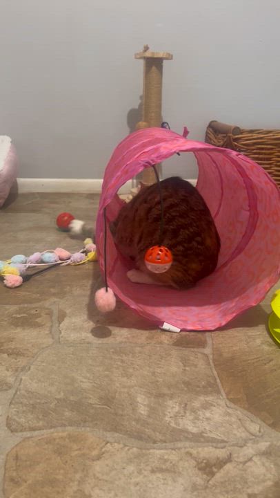 Enlarge Rose, a Adoptable Domestic Short Hair in Staten Island, NY video 5/5