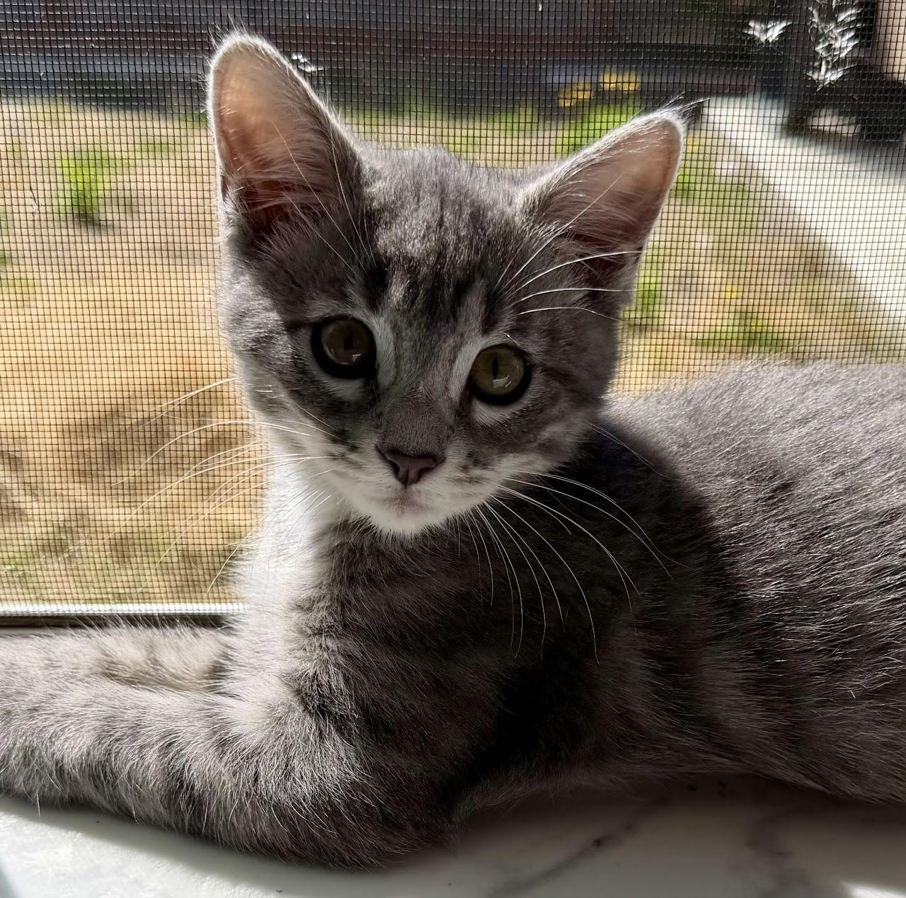 Enlarge Brienne, a ADOPTABLE mixed breed in Greenfield, CA image 1/1