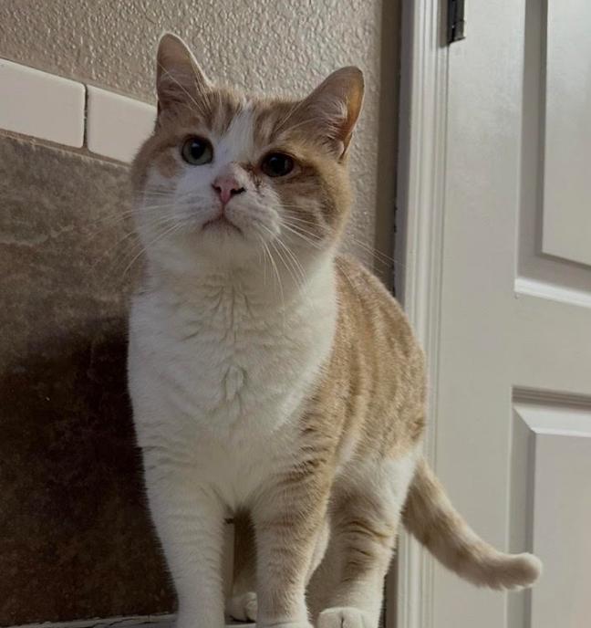 Enlarge Maverick, a ADOPTABLE Domestic Short Hair in Bentonville, AR image 1/1