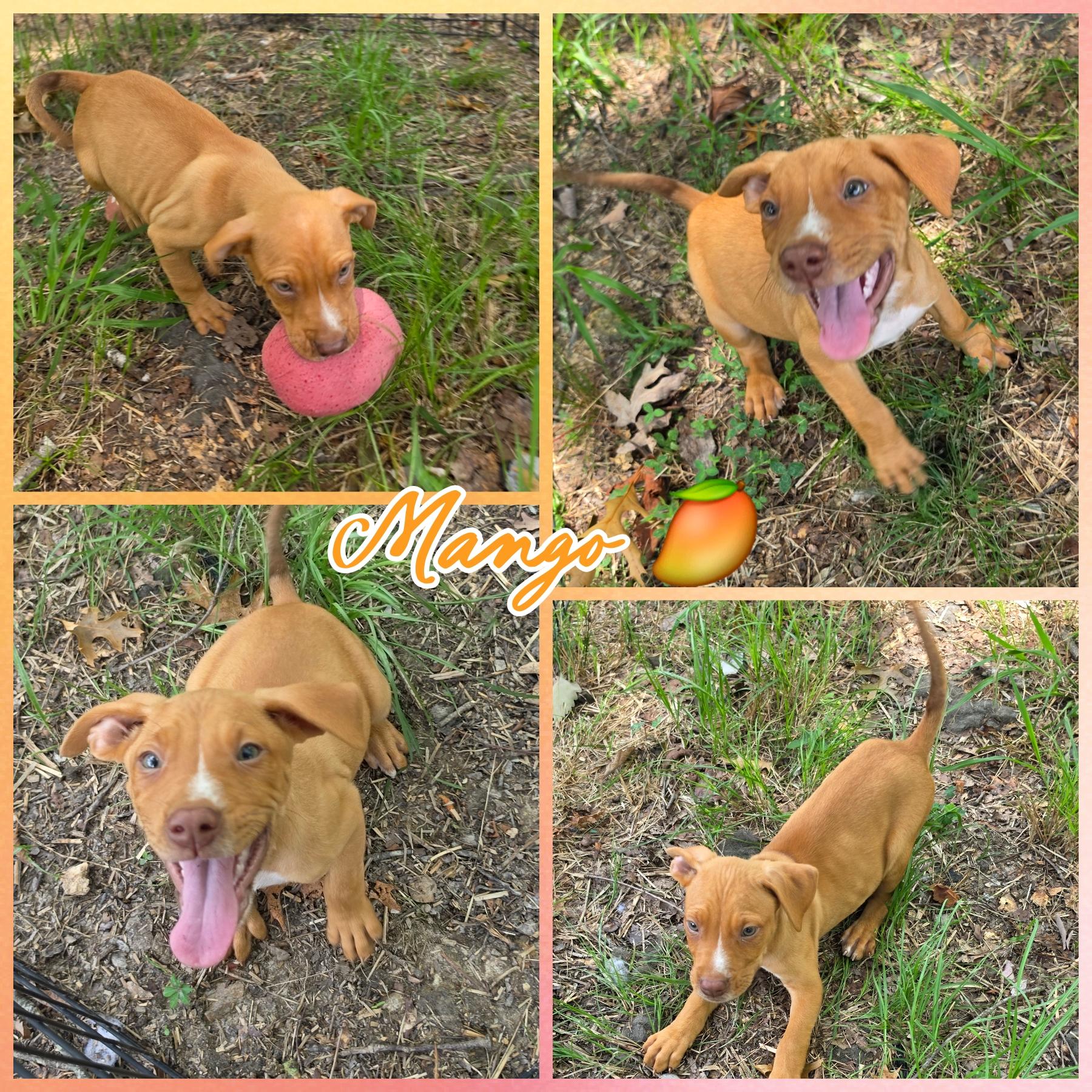 Mango, Adoptable, Puppy Male Labrador Retriever & Pit Bull Terrier.