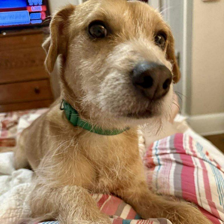 Enlarge Bean, a Adoptable Terrier in Hillsborough , NC image 1/3