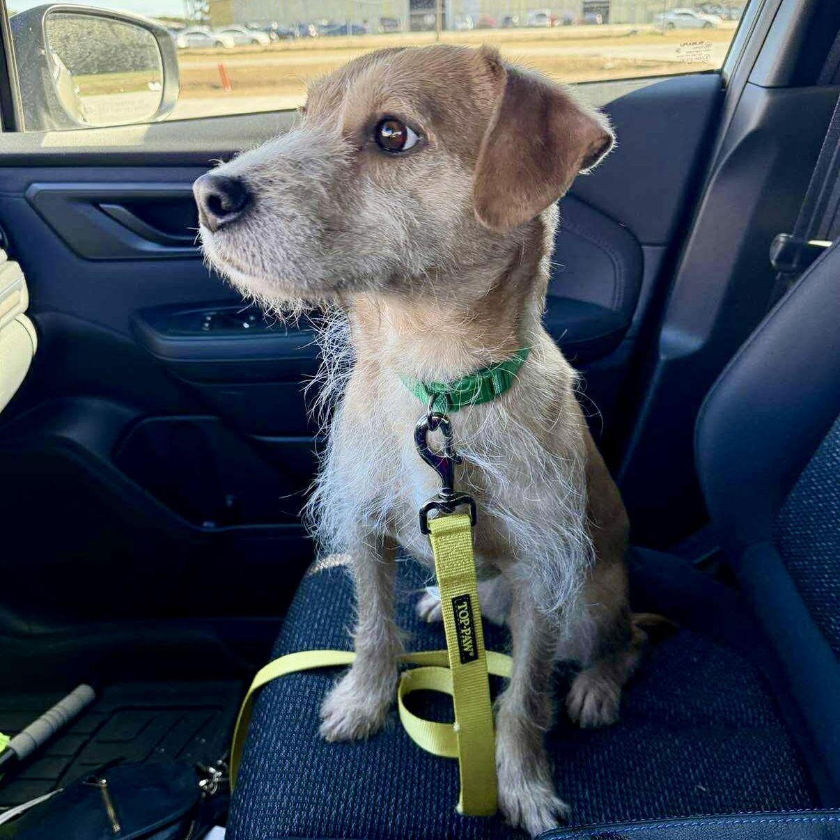 Enlarge Bean, a Adoptable Terrier in Hillsborough , NC image 2/3