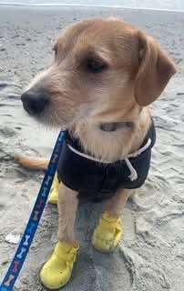 Enlarge Bean, a Adoptable Terrier in Hillsborough , NC image 3/3