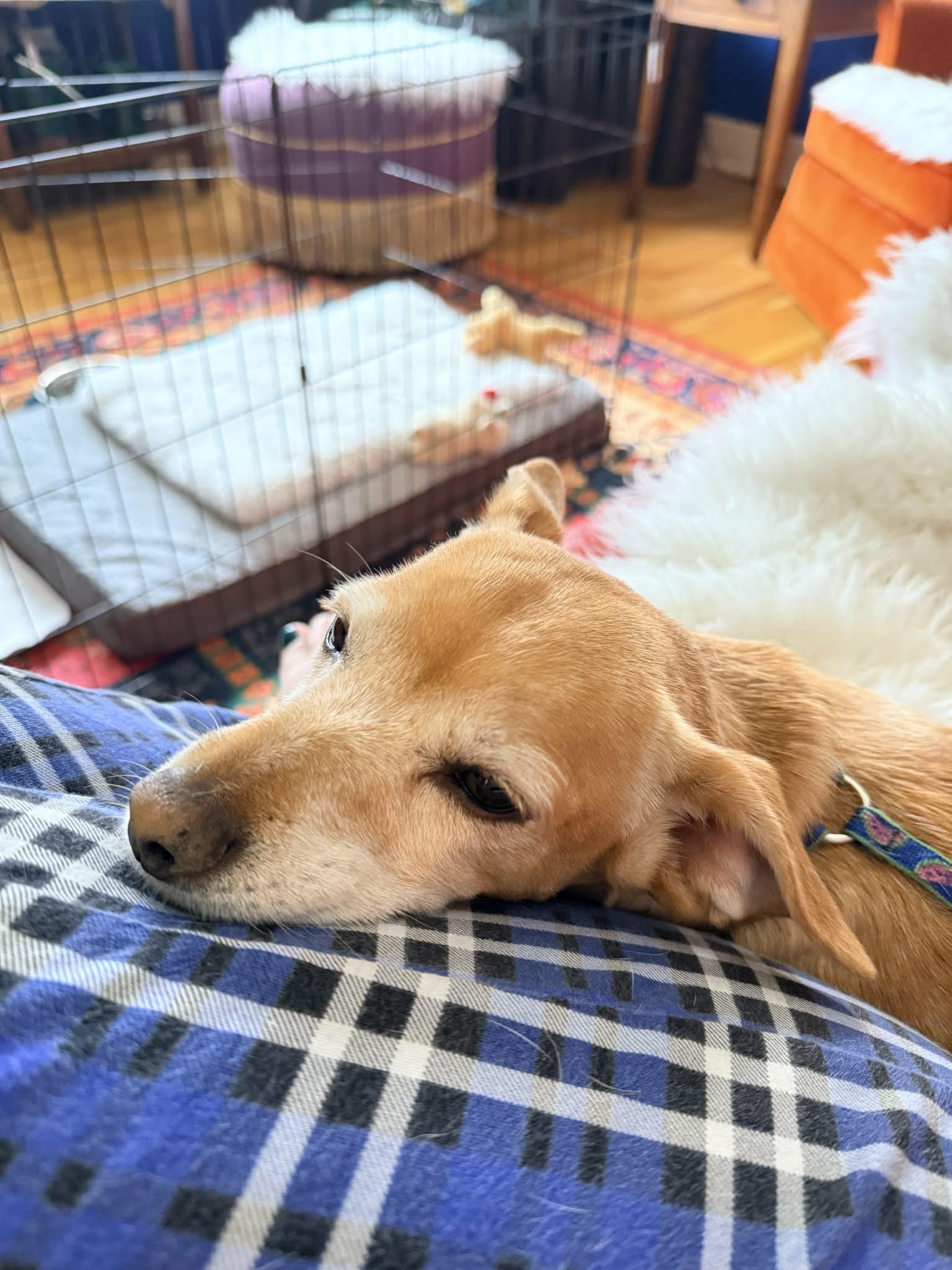 Milo, Adoptable, Adult Male Chihuahua.