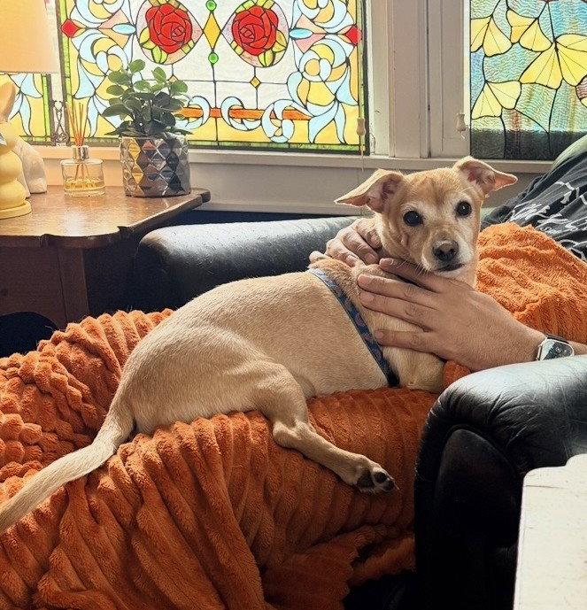 Enlarge Milo, a Adoptable Chihuahua in Crystal, MN image 2/3