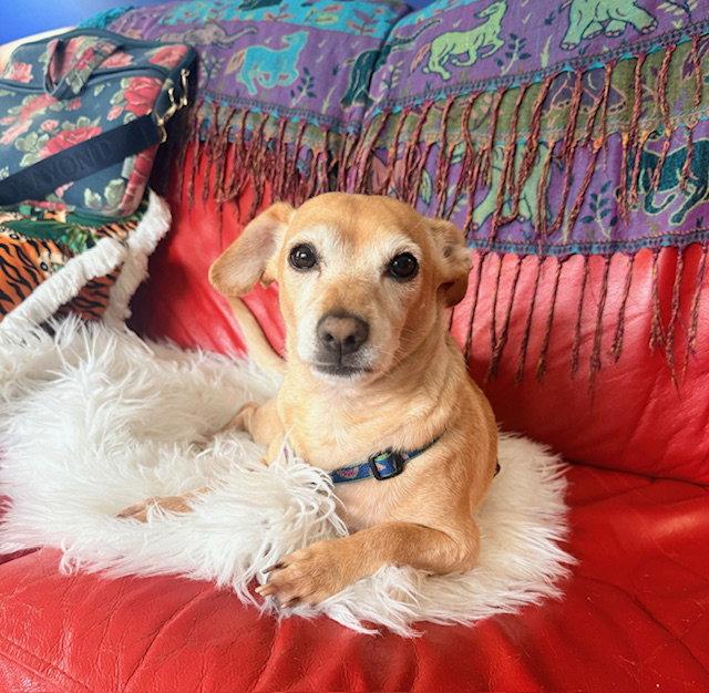 Enlarge Milo, a Adoptable Chihuahua in Crystal, MN image 3/3