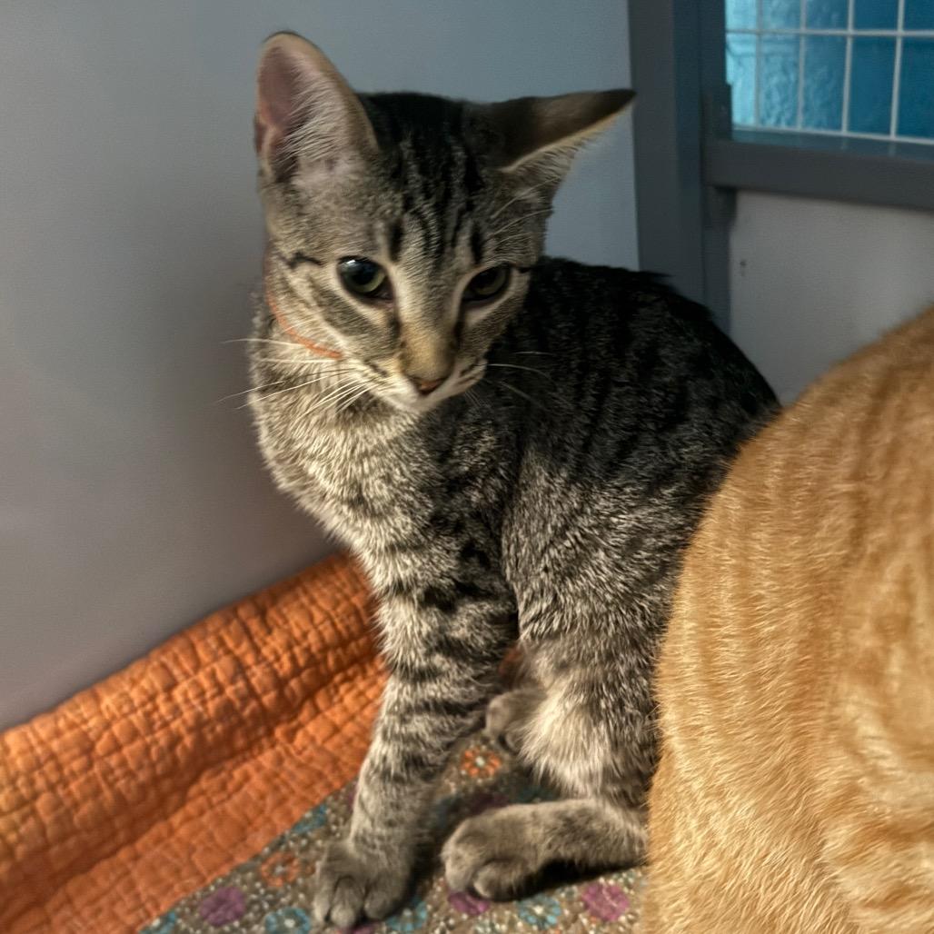 ACAC, Adoptable, Kitten Female Domestic Short Hair.