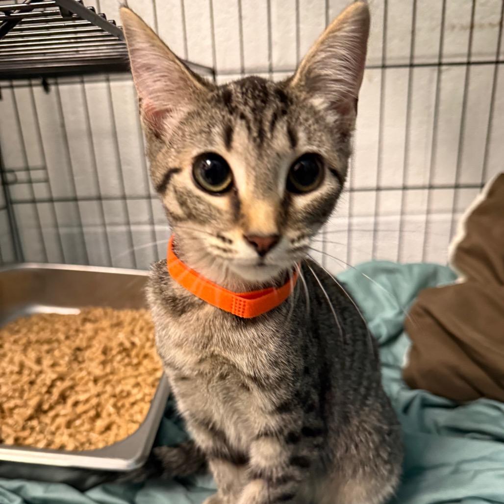 Enlarge ACAC, a Adoptable Domestic Short Hair in Troy, VA image 2/2