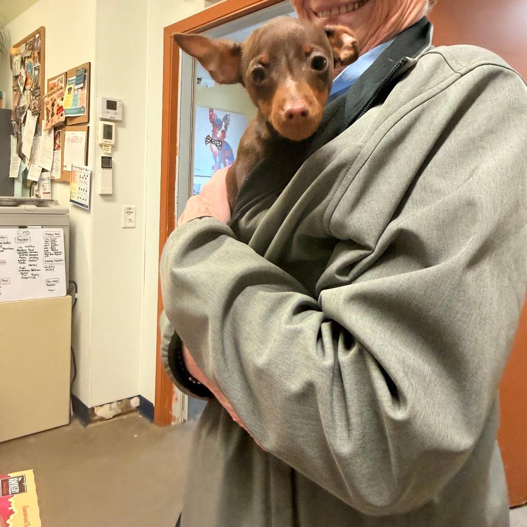 Sammy (pending adoption), Adoptable, Puppy Male Miniature Pinscher.