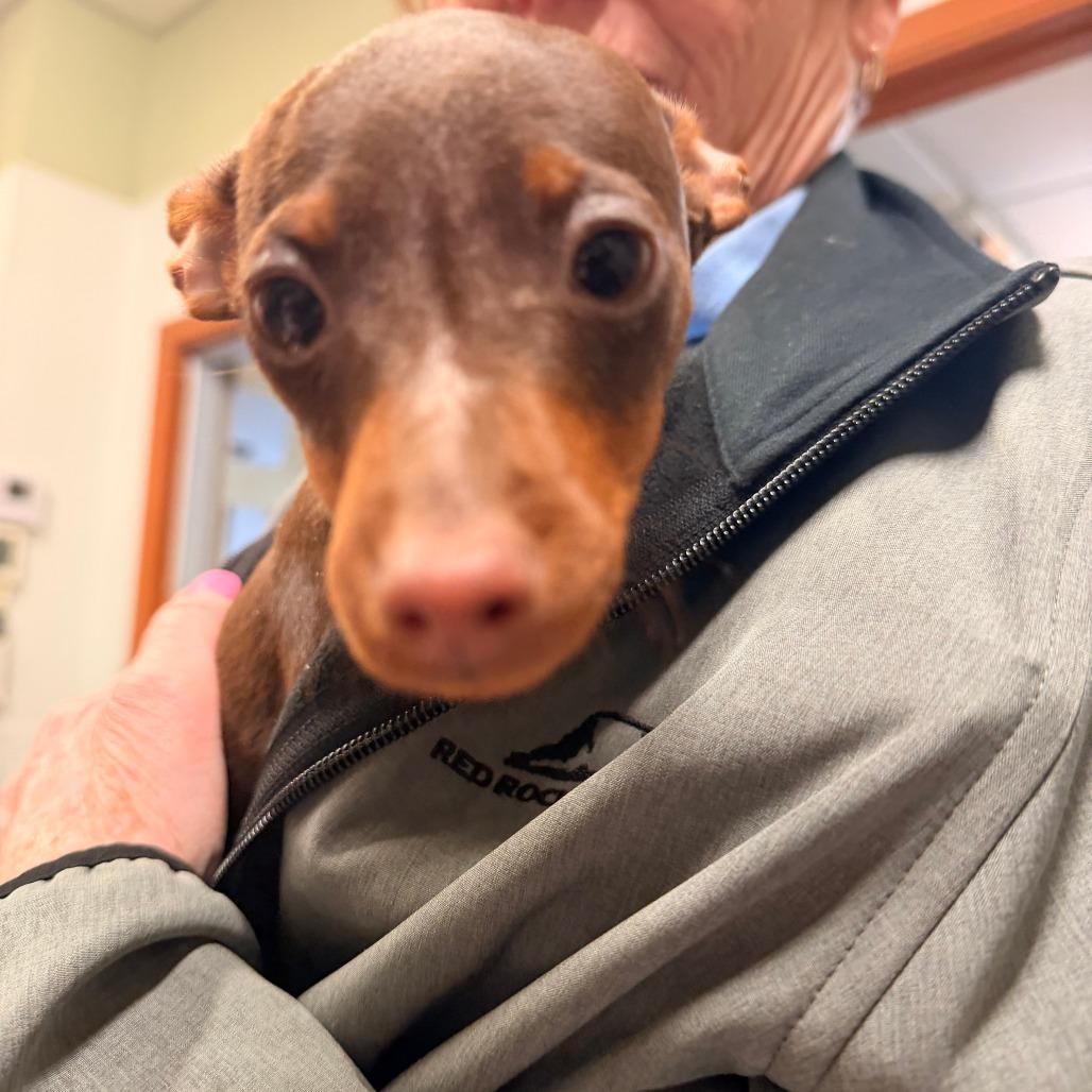 Enlarge Sammy (pending adoption), a Adoptable Miniature Pinscher in Park Falls, WI image 2/5