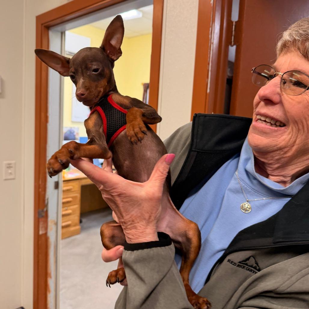 Enlarge Sammy (pending adoption), a Adoptable Miniature Pinscher in Park Falls, WI image 4/5