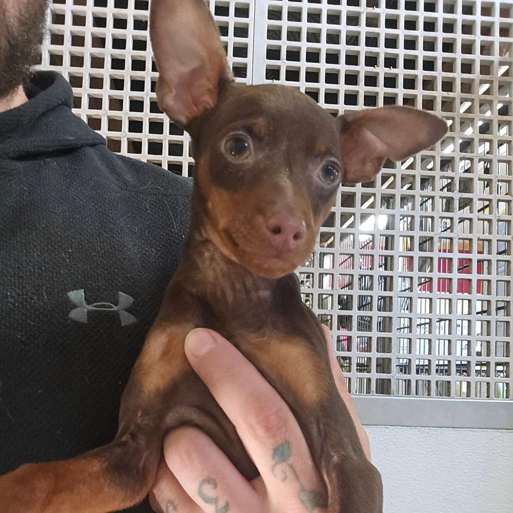 Enlarge Sammy (pending adoption), a Adoptable Miniature Pinscher in Park Falls, WI image 5/5
