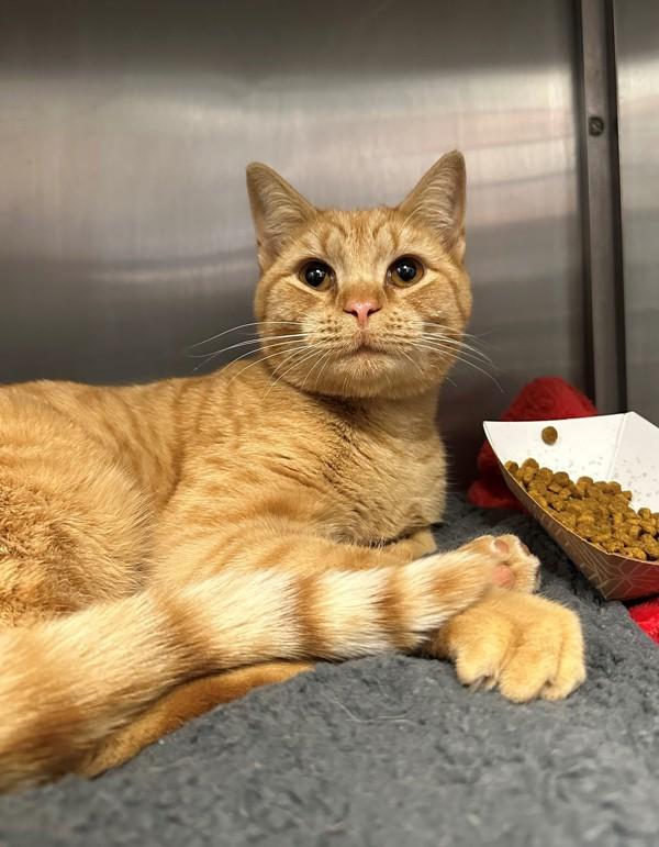 Fuji Apple, Adoptable, Young Male Domestic Short Hair.