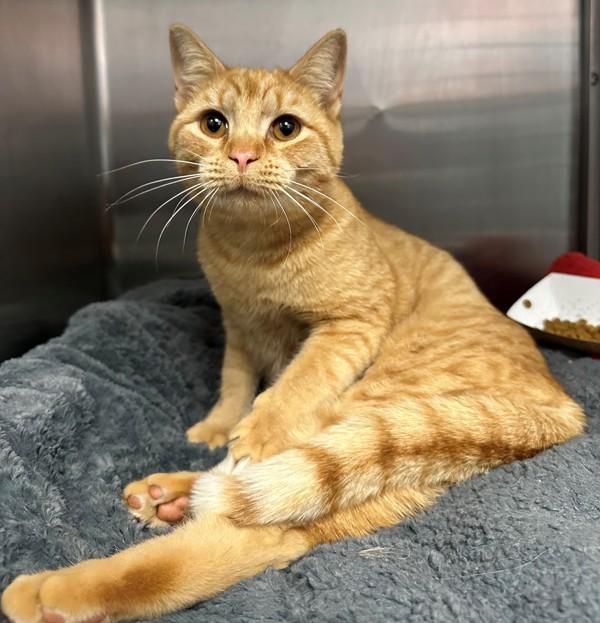 Enlarge Fuji Apple, a Adoptable mixed breed in Richmond, VA image 2/2