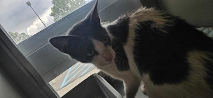 Corrina, Adoptable, Adult Female Domestic Short Hair & Domestic Short Hair.