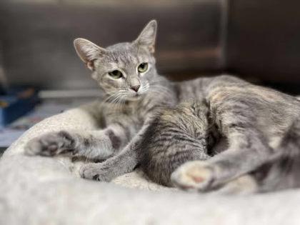 Genie — thumbnail 2