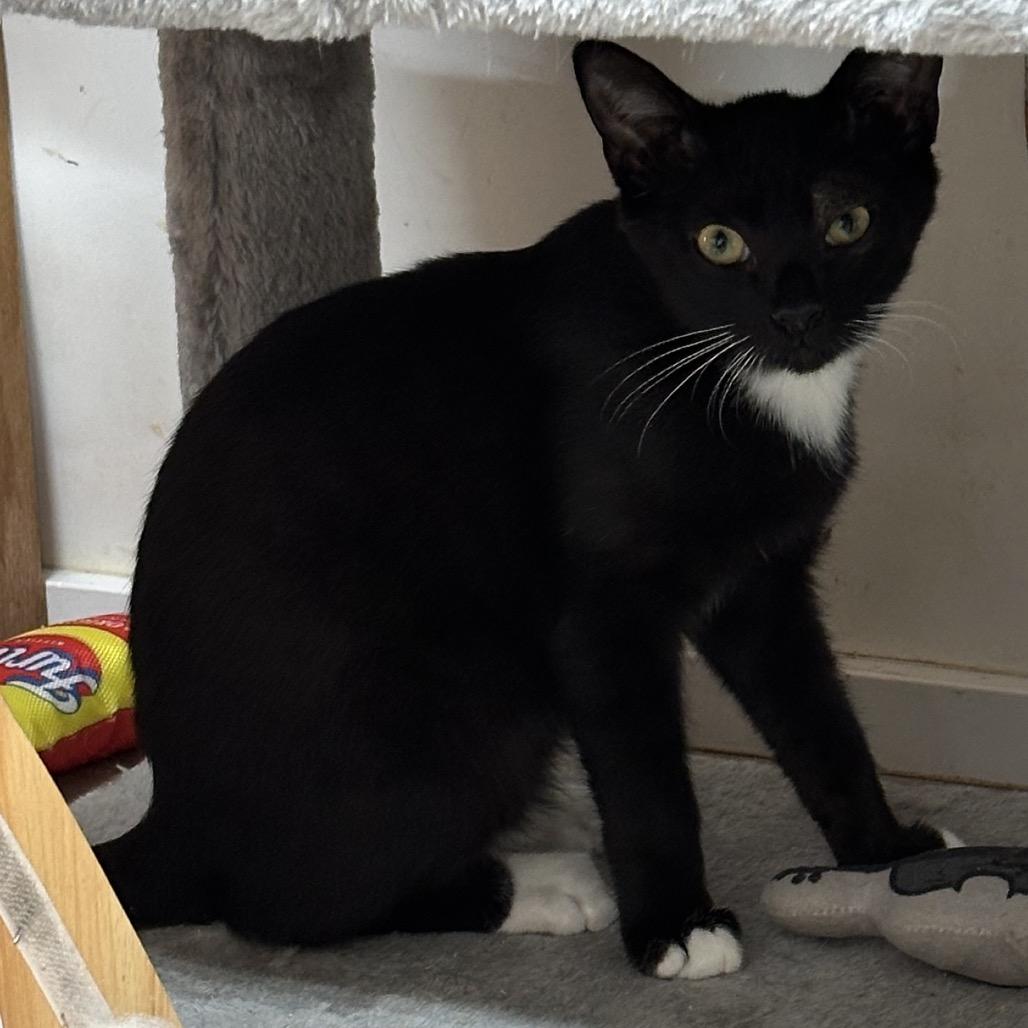 Freeway, Adoptable, Young Male Domestic Short Hair.