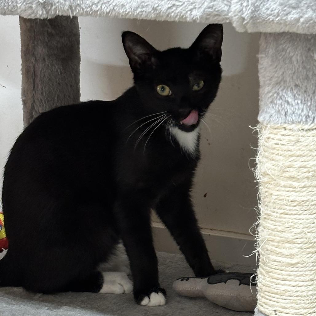 Enlarge Freeway, a Adoptable Domestic Short Hair in Hinesville, GA image 2/2
