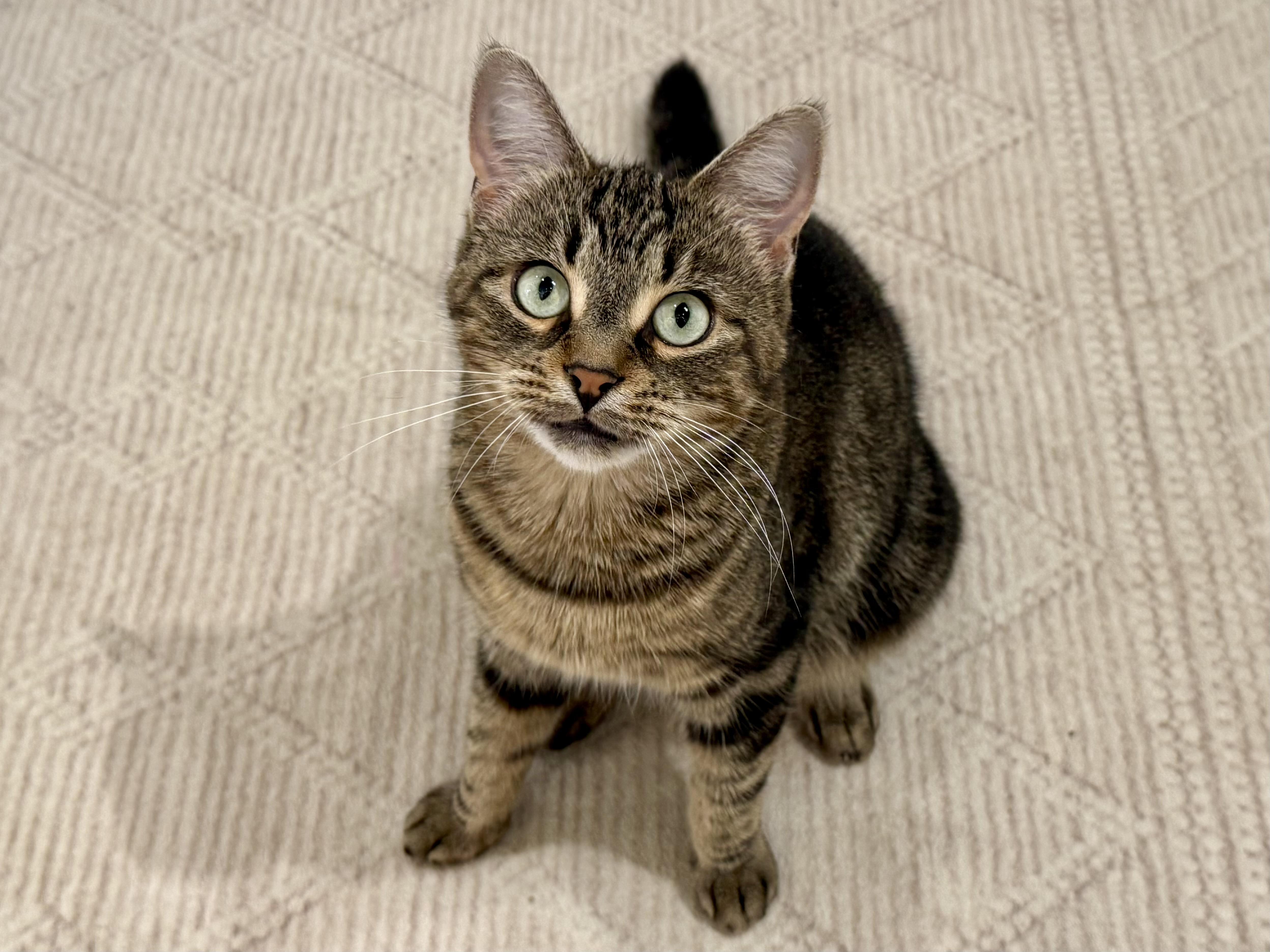 Enlarge Bonita, a Adoptable Domestic Short Hair in Old Saybrook, CT image 1/4