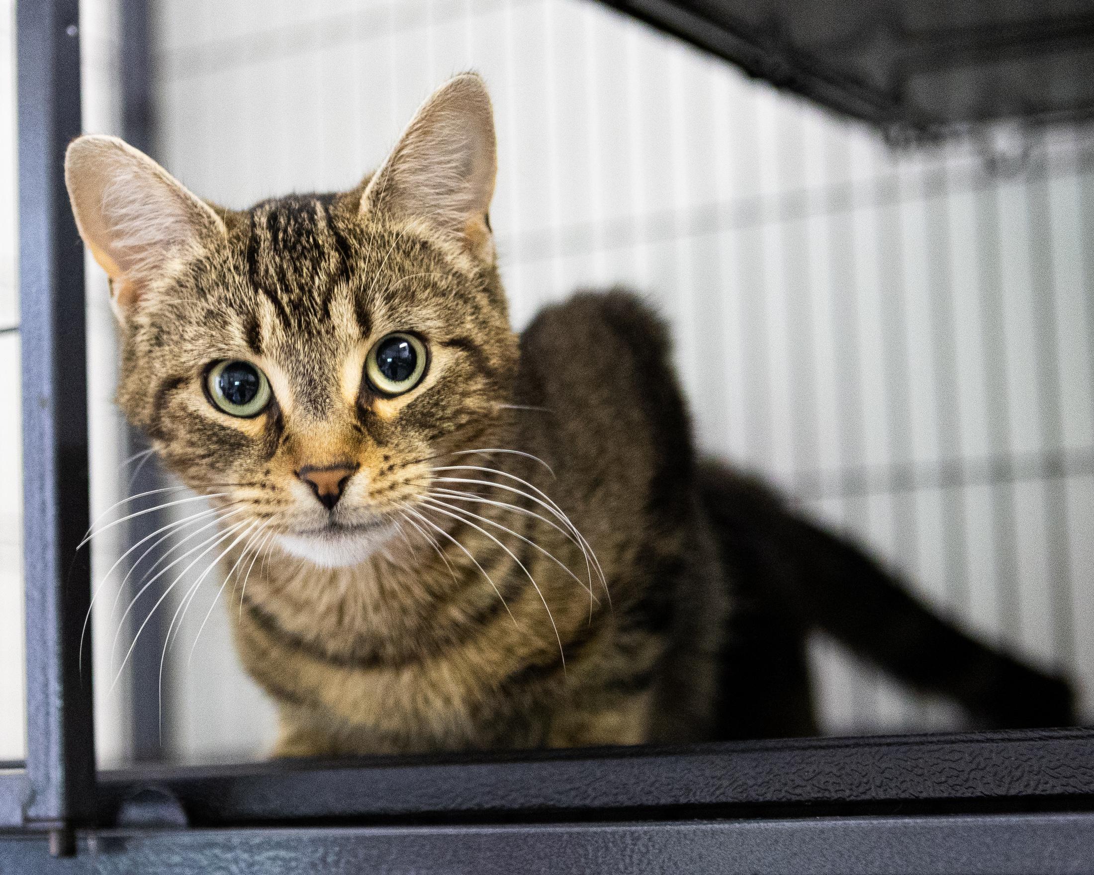 Bonita, a ADOPTABLE Domestic Short Hair in Old Saybrook, CT image 2/2