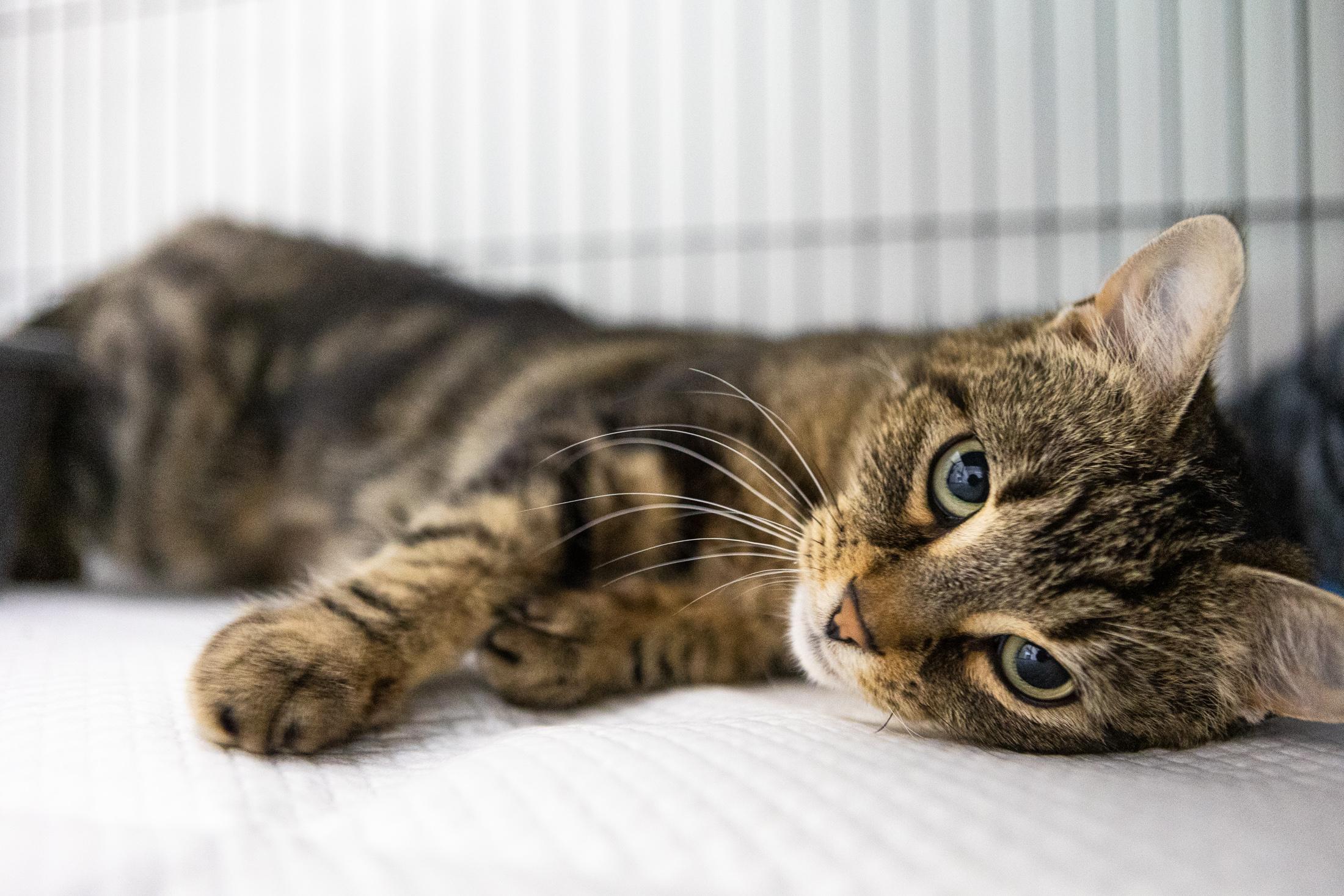 Bonita, ADOPTABLE, Adult Female Domestic Short Hair.